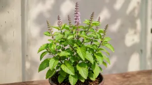 Holy Basil (Tulsi): Benefits, Uses, Aroma & Traditional Importance Worldwide