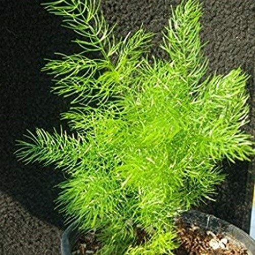 Shatavari – Traditional Herb for General Wellness (ശതാവരി / शतावरी)
